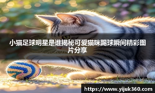 小猫足球明星是谁揭秘可爱猫咪踢球瞬间精彩图片分享